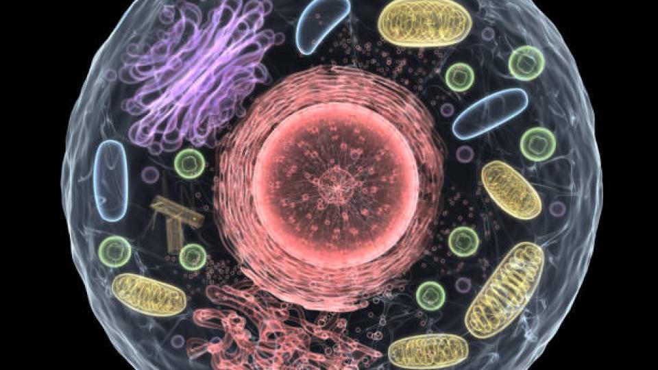 Organelle